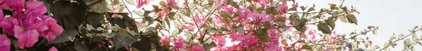 820x100-header 820x100-header