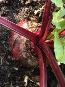 BIg Beetroot