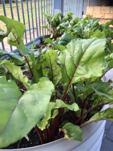Beetroot Beetroot