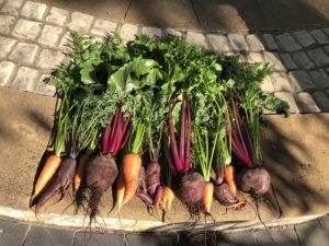 Beets and Carrots1
