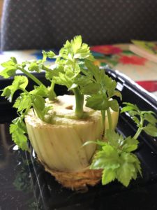 Celery grows