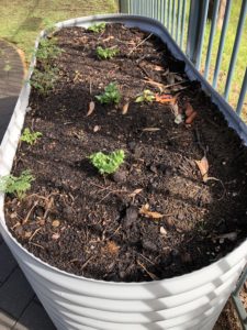 Celery in planter Celery in planter