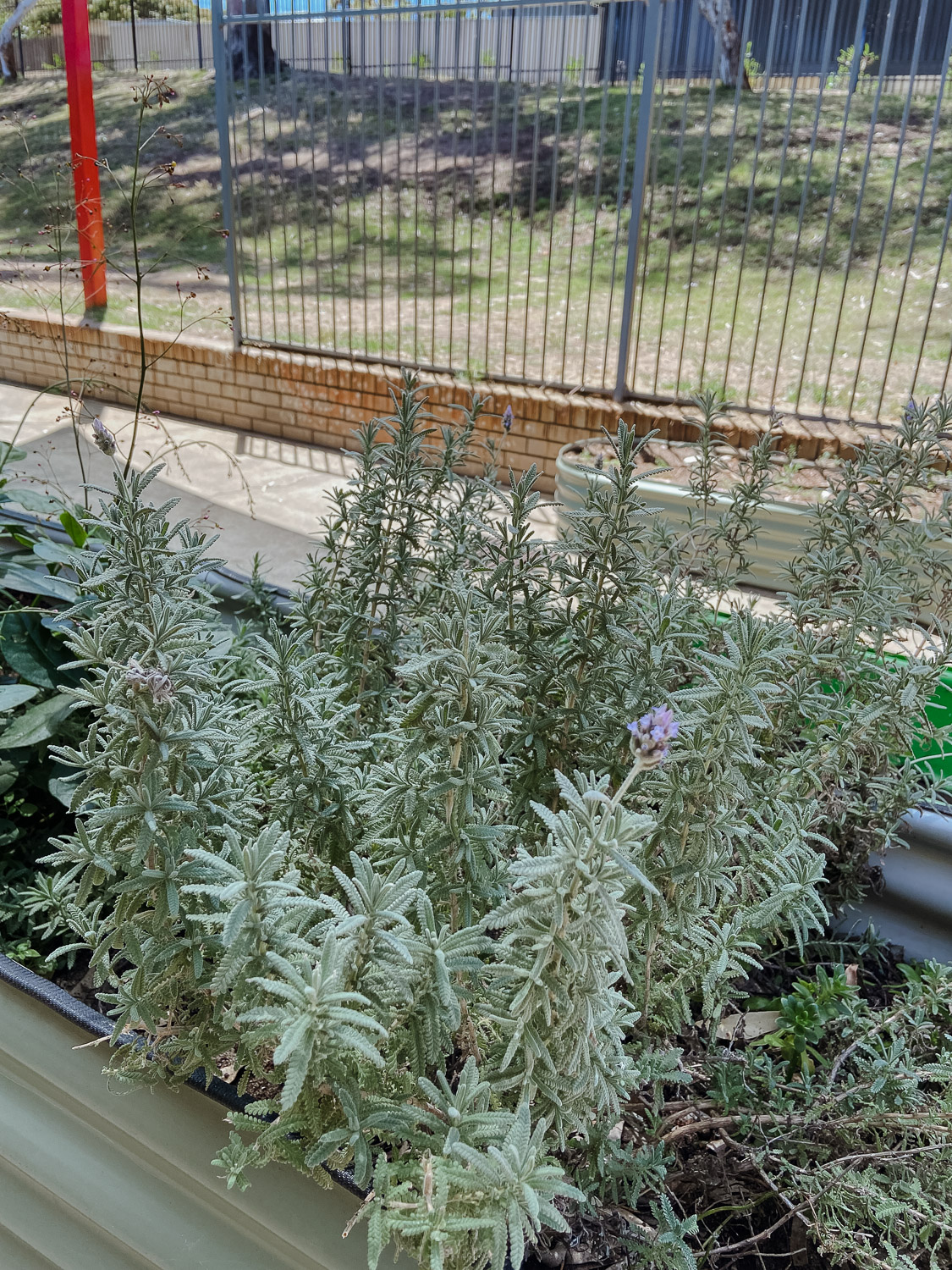 Garden Bed-3 Garden Bed-3