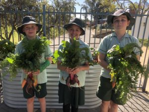 Green Team Harvest2