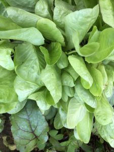 LETTUCE LETTUCE