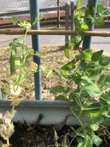 Peas1 Peas1