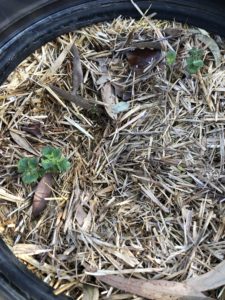 Sprouting Spuds