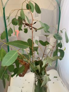 Stick insects