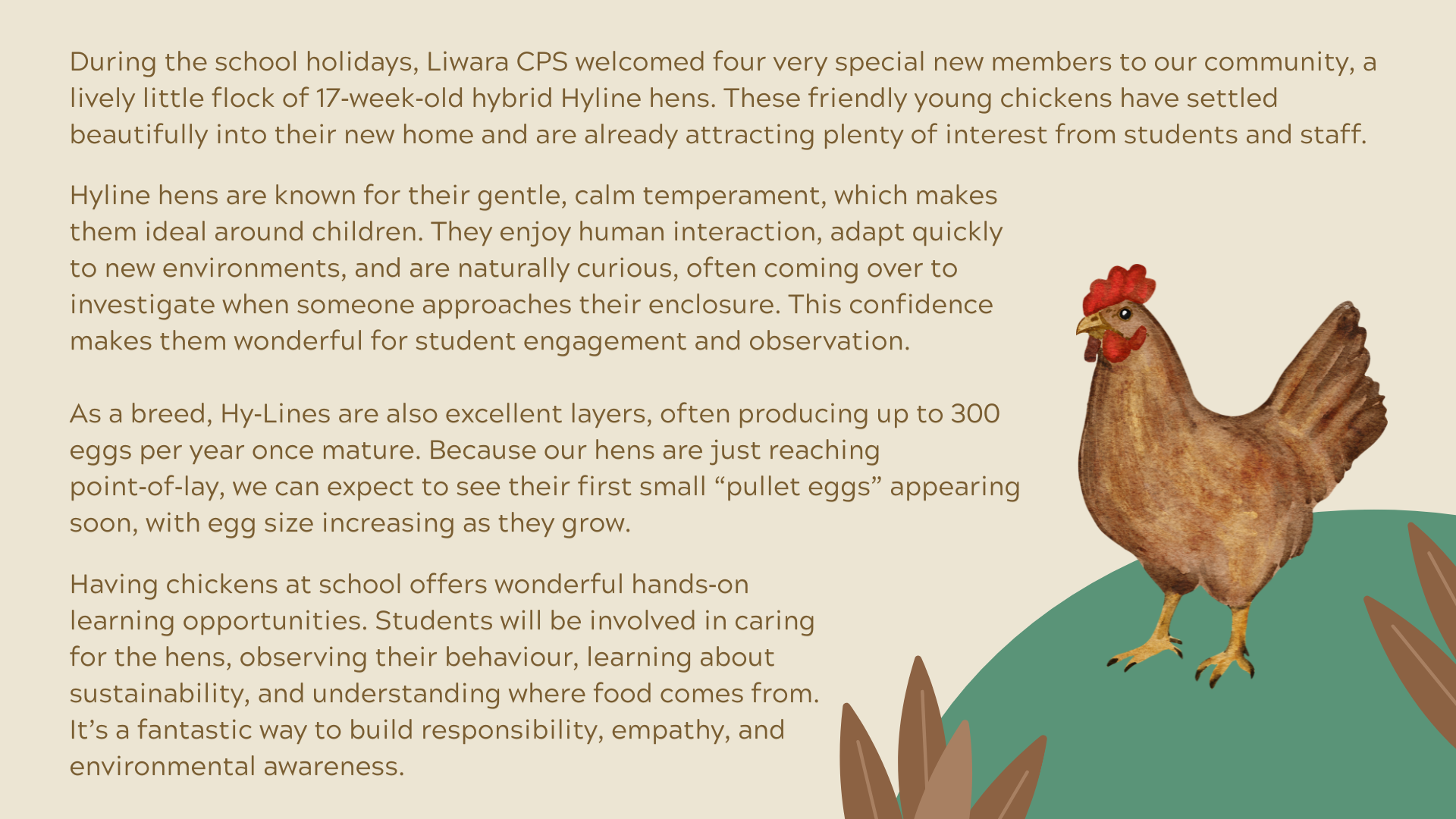 Welcom to Our New Liwara School Chickens (1)