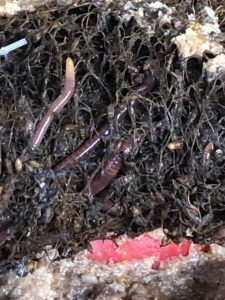 Worms Worms