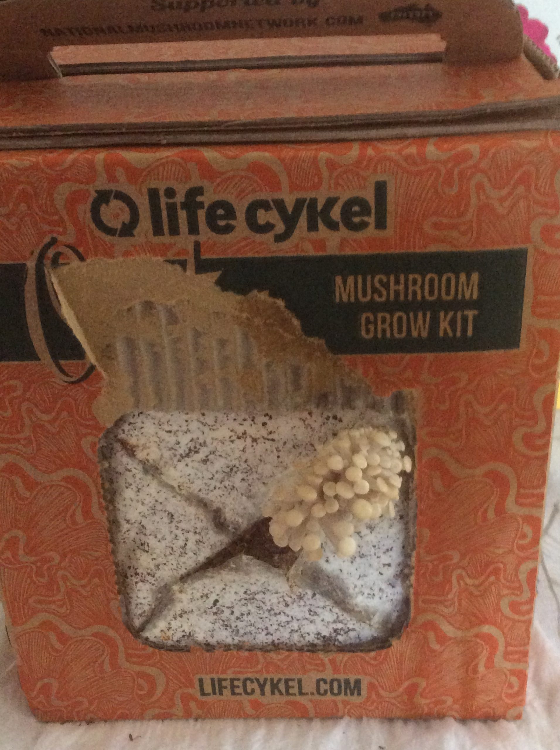 Yr 6 Growing Mushrooms Yr 6 Growing Mushrooms