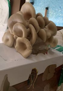 Yr 6 Mushrooms