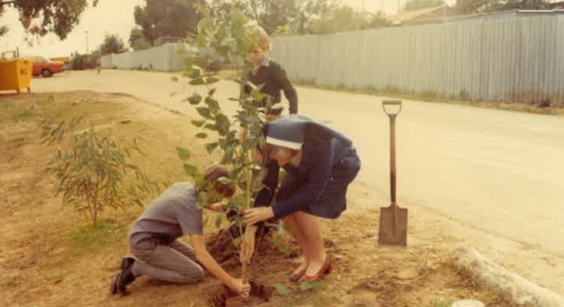 tree planting tree planting